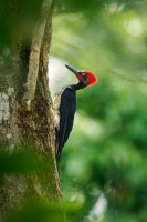 Datel indomalajsky - Dryocopus javensis - White-bellied Woodpecker o0314